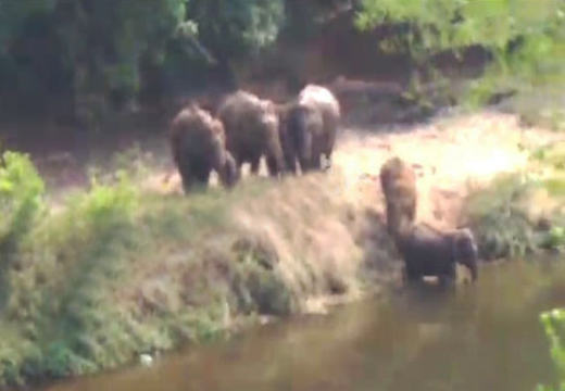 elephants in sullia